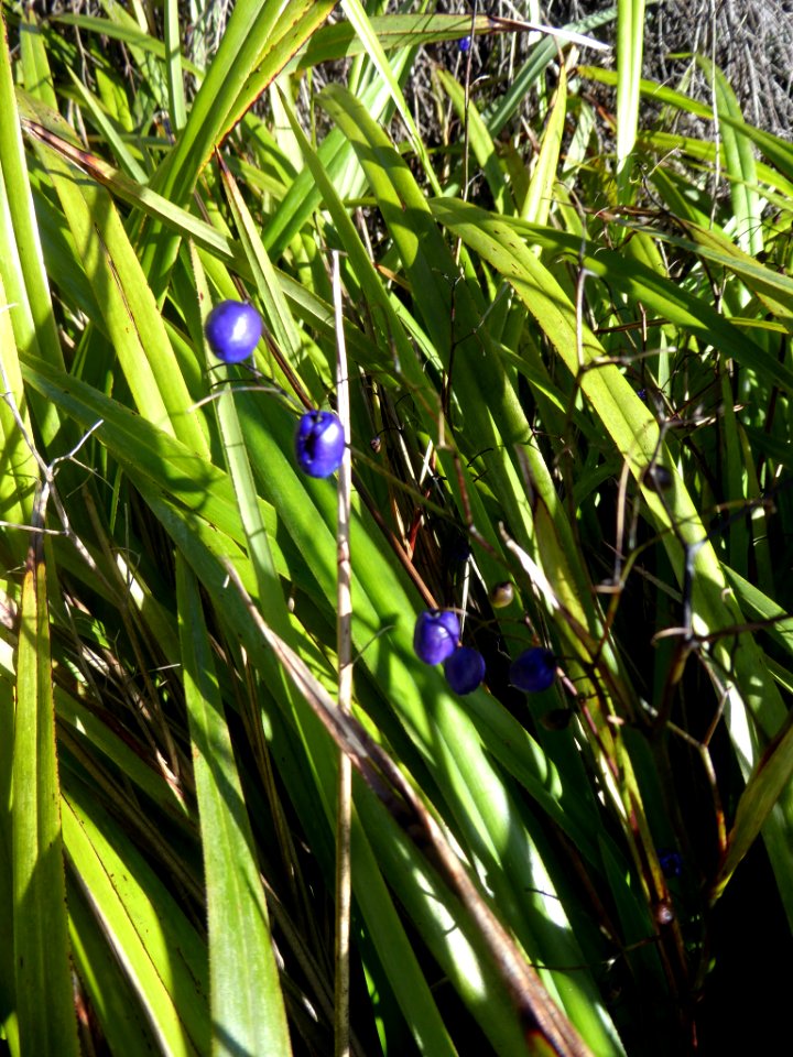Dianella nigra by Peter de Lange