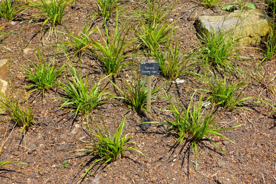Dianella nigra - Savill Garden - Windsor Great Park, England - DSC05984