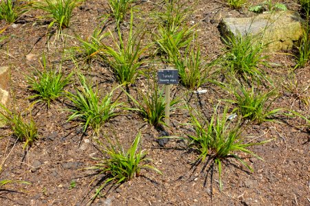 Dianella nigra - Savill Garden - Windsor Great Park, England - DSC05984
