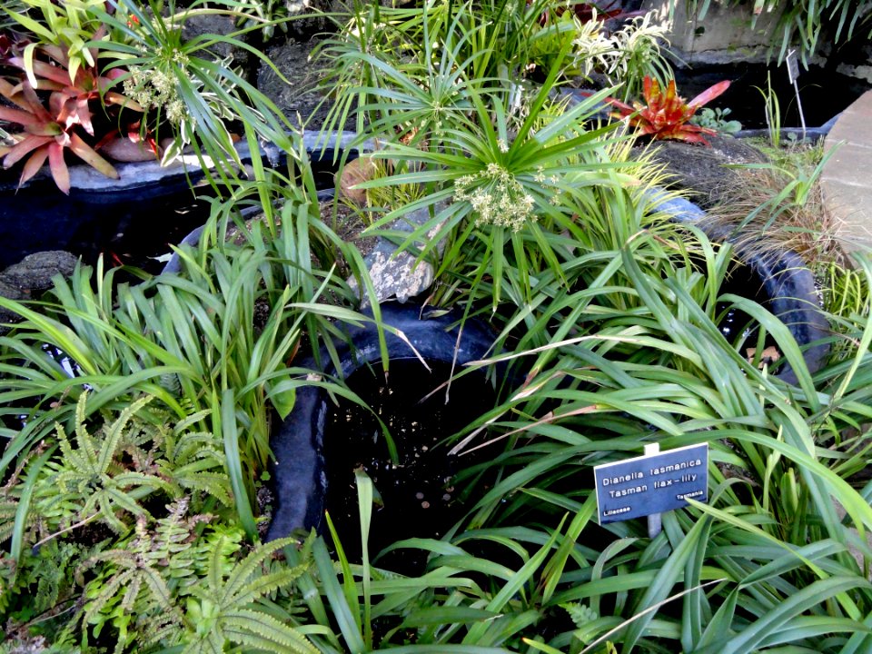 Dianella tasmanica - Balboa Park Botanical Building - DSC06779