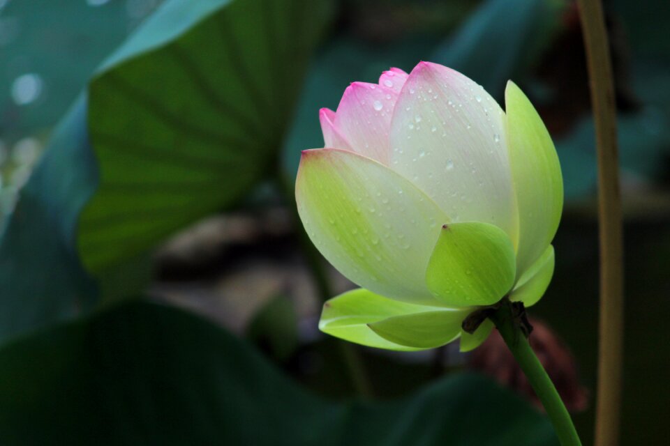 Bloom rain lotus
