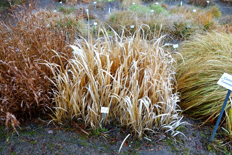 Diarrhena americana - Botanischer Garten, Dresden, Germany - DSC08723