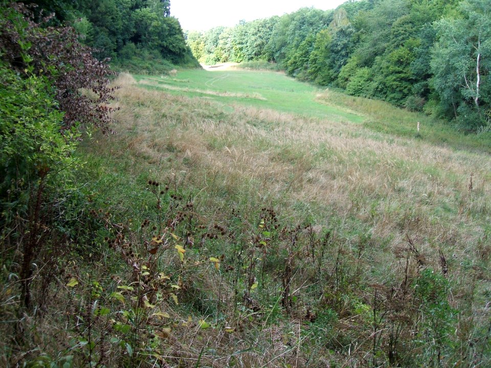 Detzelbach Tal mit Röhricht