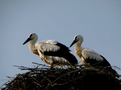 Deux jeunes cigognes dans leur nid