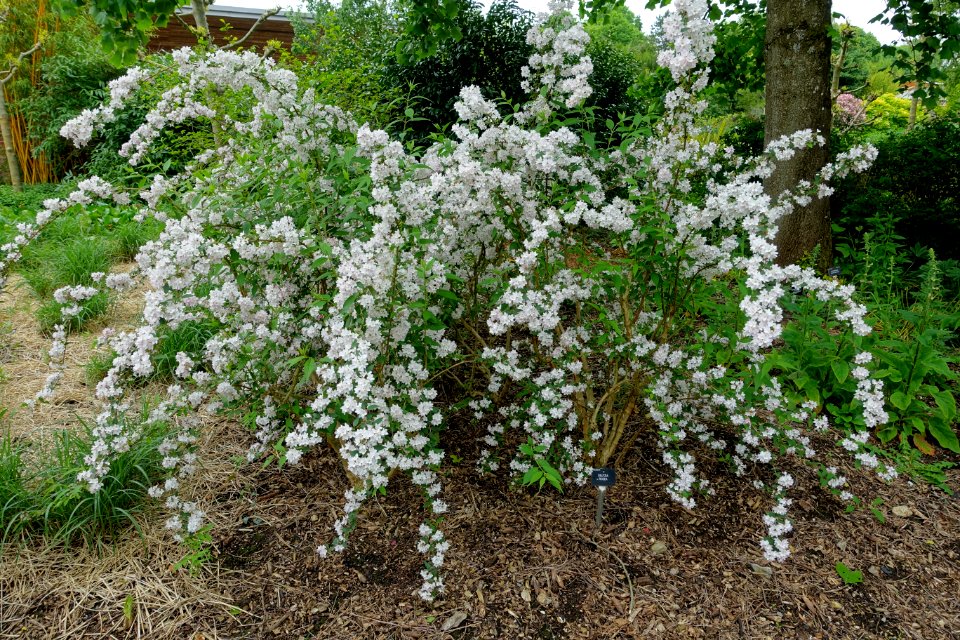 Deutzia × rosea - Hillier Gardens - Romsey, Hampshire, England - DSC04259