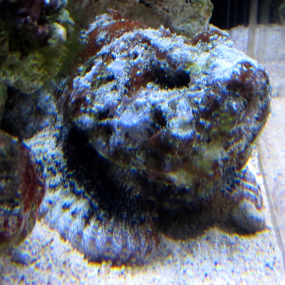 Devil Scorpionfish (Scorpaenopsis diabolus) at the Waikiki Aquarium