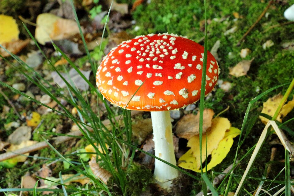 Mushroom toxic forest