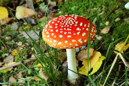 Mushroom toxic forest photo