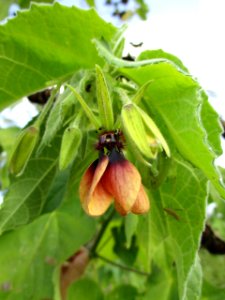 Devil's cotton (Abroma augusta) flower