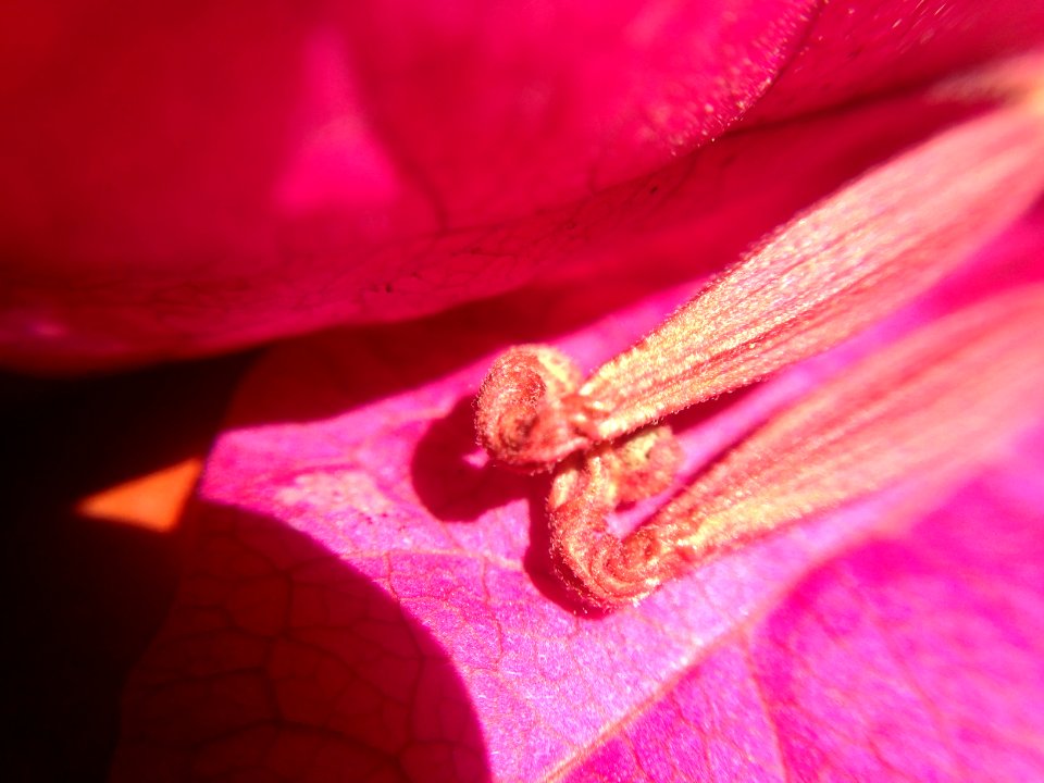Detalle flor de bugambilia