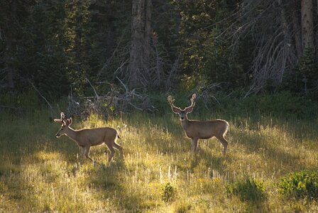 Wildlife nature ears photo