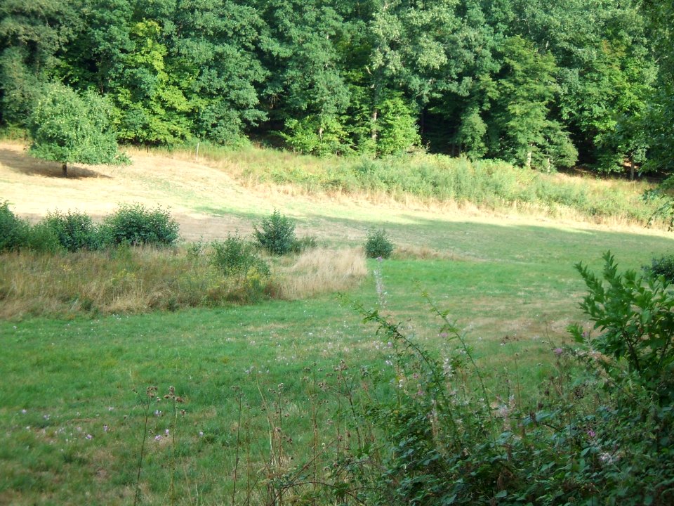Detzelbach feuchte Stelle & Waldrand mit Apfelbaum