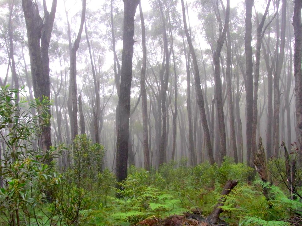 Deua forest with mist