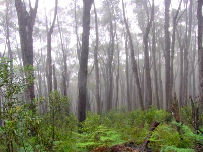 Deua forest with mist