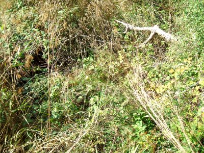 Detzelbach alter Lauf Kanal B275