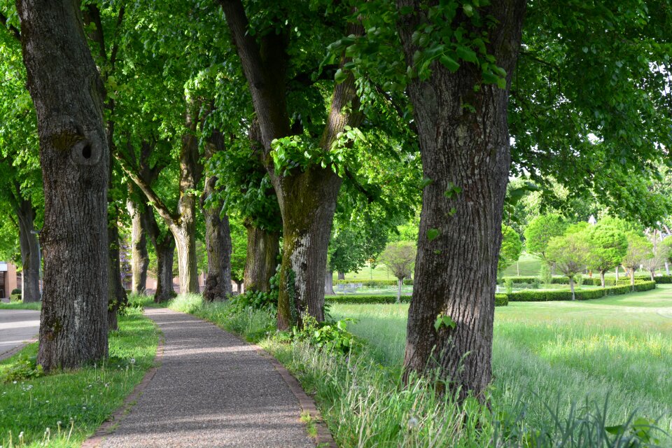 Trees avenue promenade