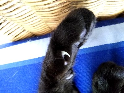 Dewclaw of a cat photo