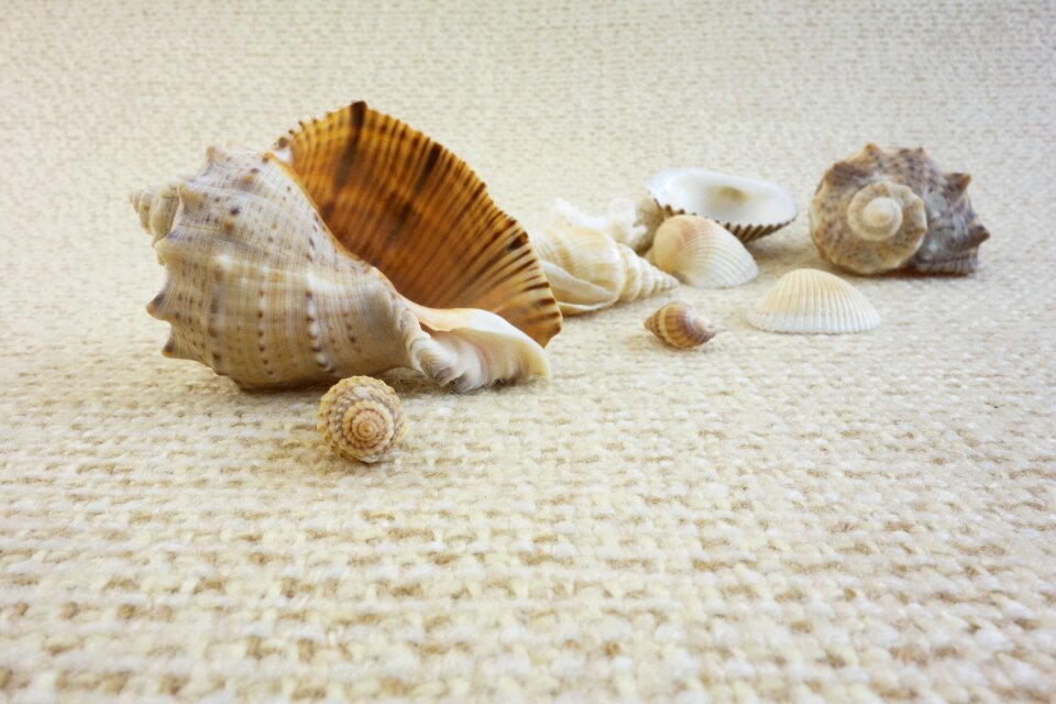 Life oceanic vacation