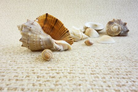 Life oceanic vacation