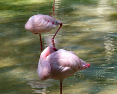 Deux flamants roses
