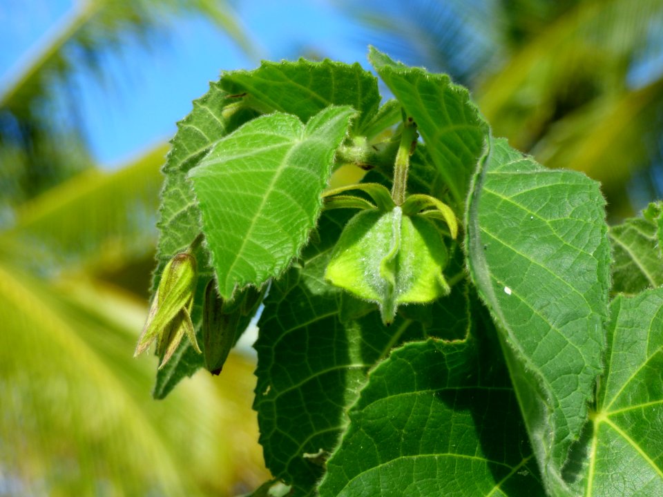 Devil's cotton (Abroma augusta) fruit immature