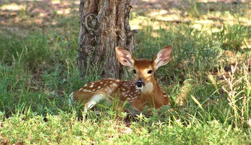 Wildlife nature young