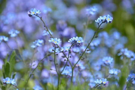Blue forget me maybe grass photo