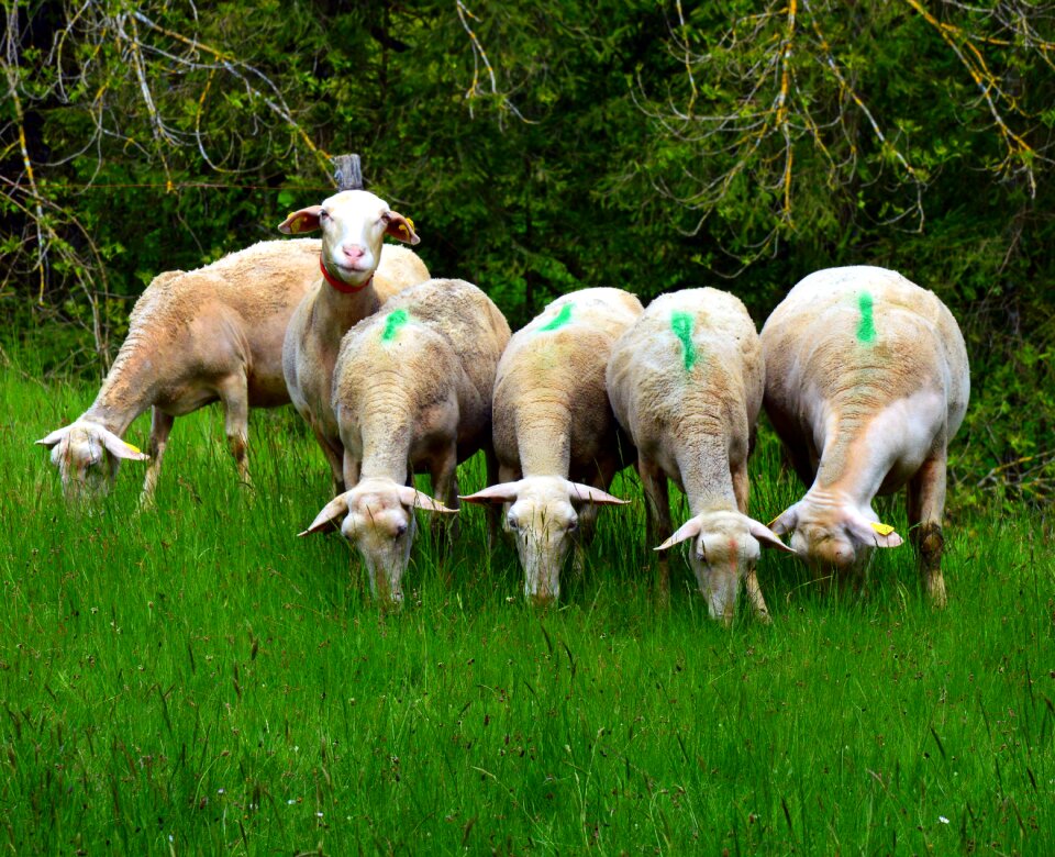 Sheep herd Free photos
