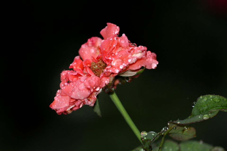 Drop dew pink