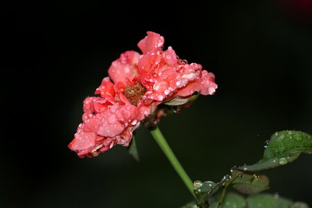 Drop dew pink photo