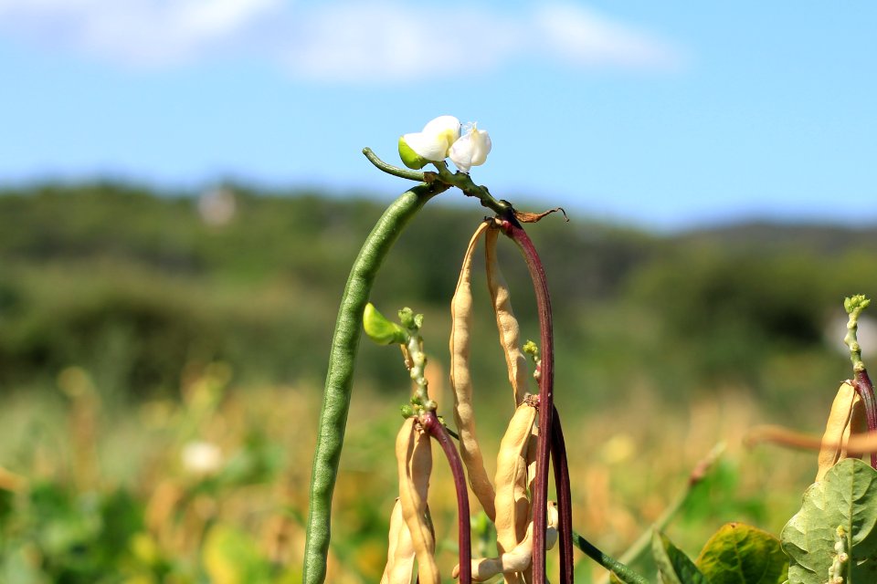 Detall de flor de cultiu de fesol de l'ull ros de mata alta