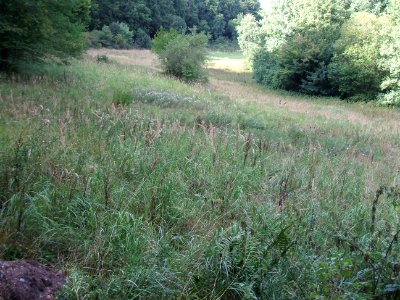 Detzelbach Wiese Bach Waldrand