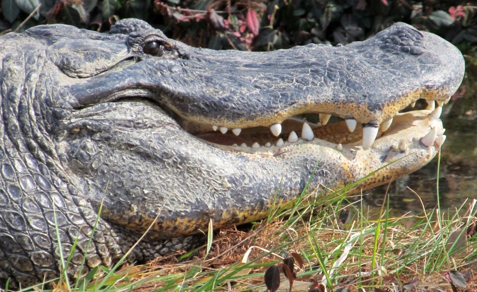 Wildlife mouth jaws