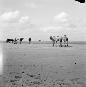 Dieren, dromedarissen, Bestanddeelnr 250-8528