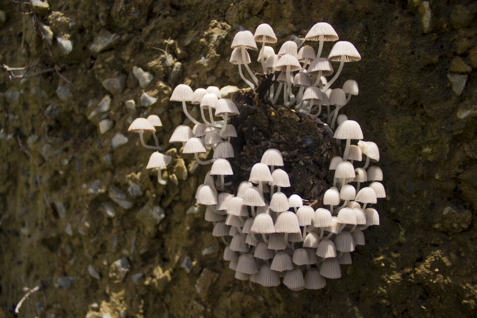 White fungi growth