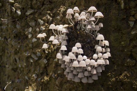 White fungi growth photo