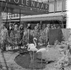 Dieren uit Blijdorp op de Lijnbaan te Rotterdam t.g.v. 100 jarig jubileum van Bl, Bestanddeelnr 908-5698