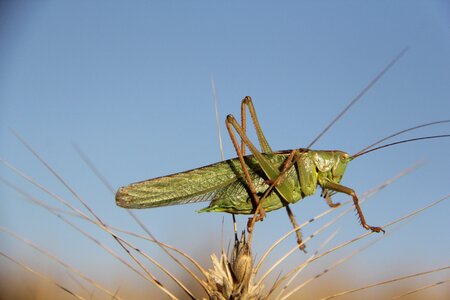 Grasshopper bit pink cock animals