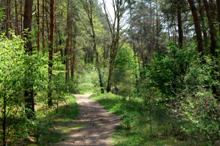 Diedersdorfer Heide und Großbeerener Graben 2021-05-11 05
