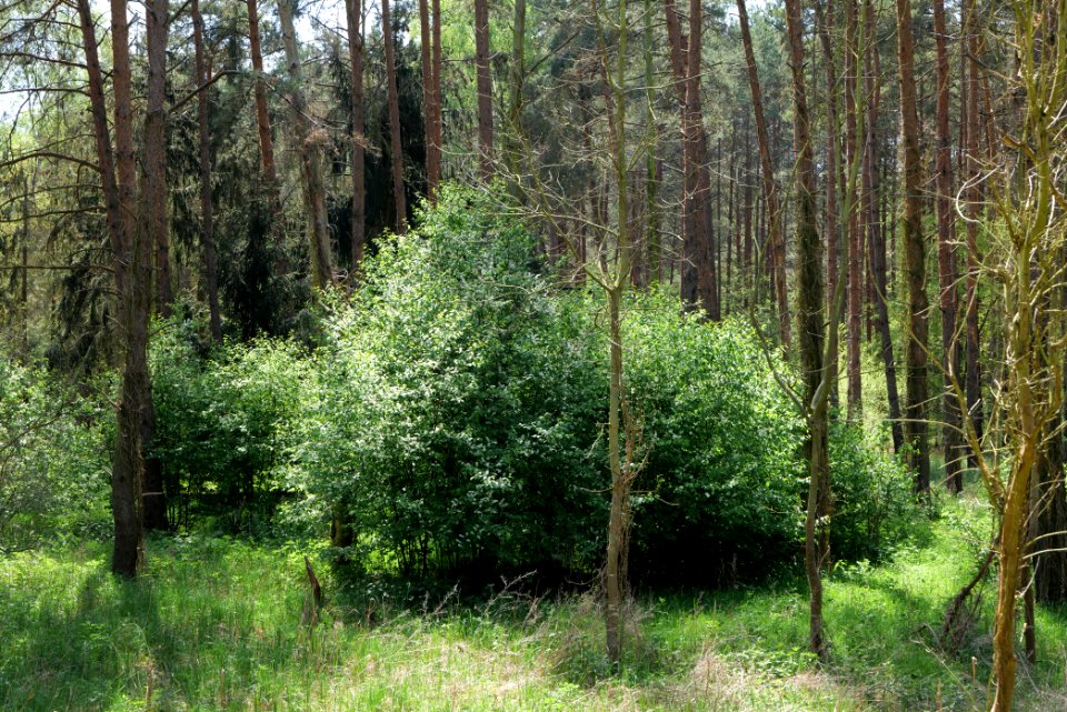 Diedersdorfer Heide und Großbeerener Graben 2021-05-11 08