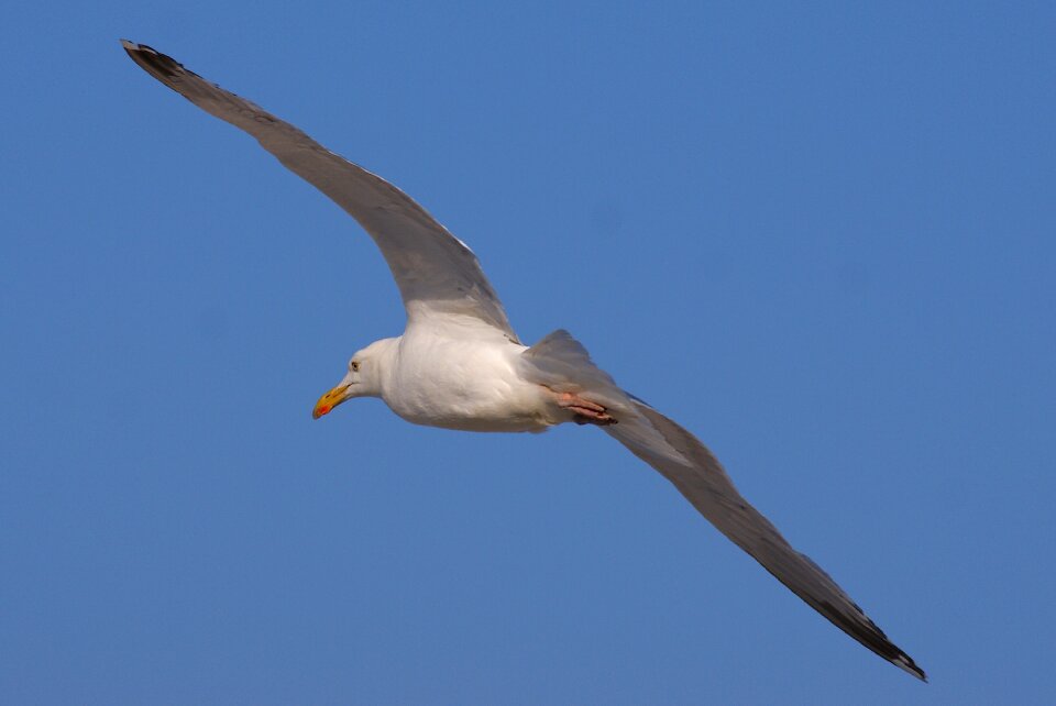 Flying sky seagull
