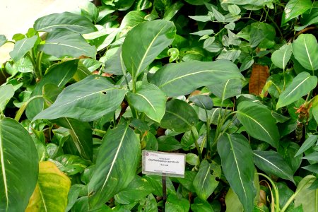 Dieffenbachia oerstedii - Orto botanico - Rome, Italy - DSC00156