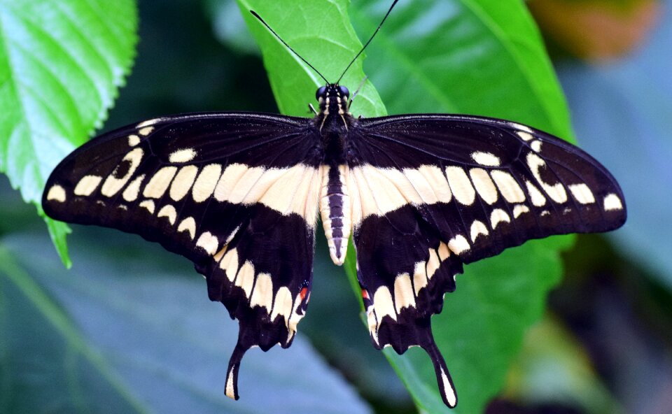 Exotic tropical insect