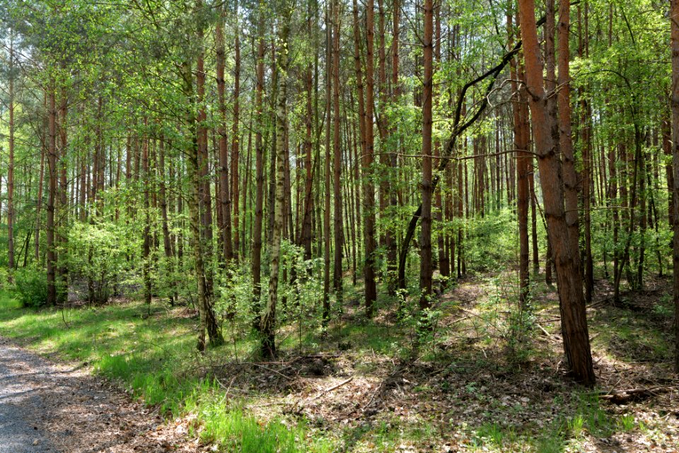 Diedersdorfer Heide und Großbeerener Graben 2021-05-11 14