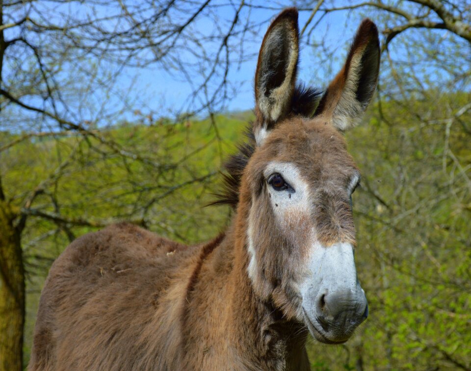 Animal equine donkey