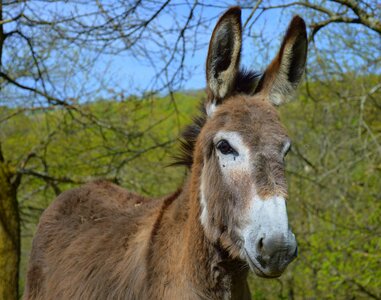 Animal equine donkey