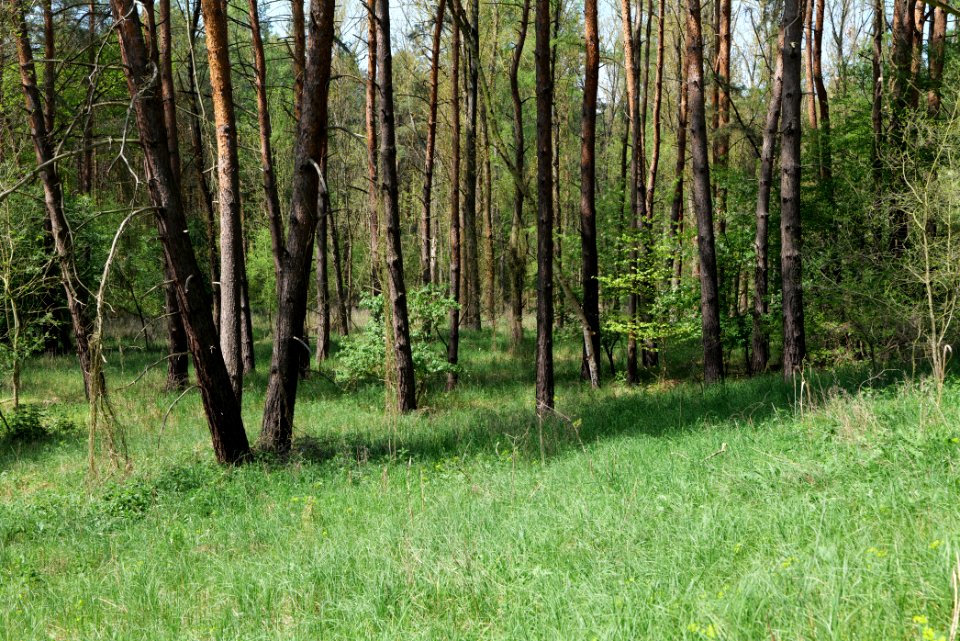 Diedersdorfer Heide und Großbeerener Graben 2021-05-11 07