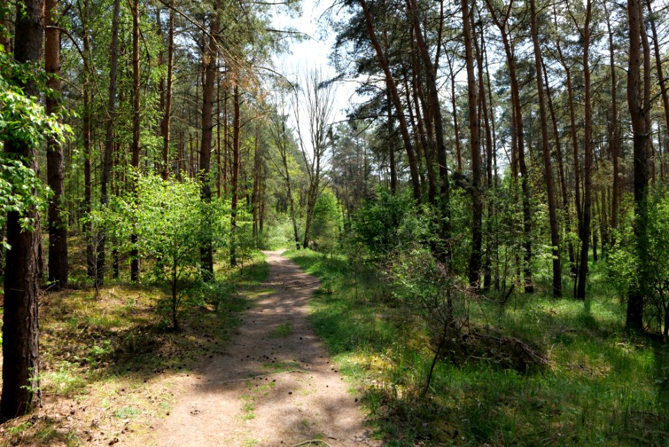 Diedersdorfer Heide und Großbeerener Graben 2021-05-11 04
