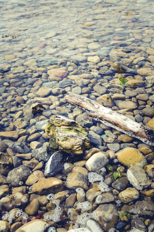 Beach nature wood