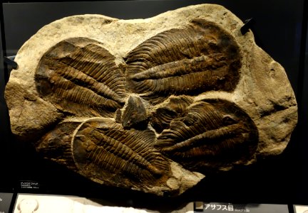 Dikelokephalina sp. - National Museum of Nature and Science, Tokyo - DSC07751